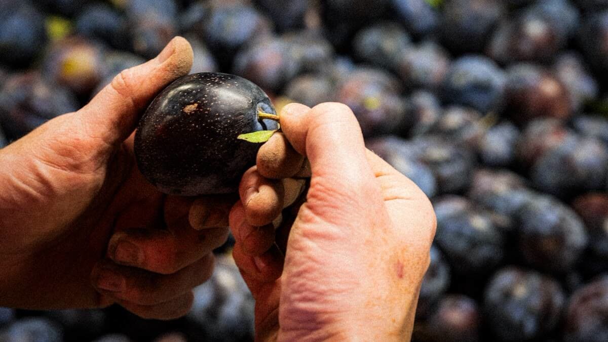 Hands holding a ripe Italian prune plum above a crate of freshly picked plums.